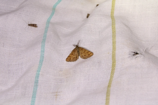 Ematurga atomaria - barna rétiaraszoló