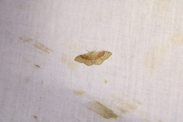 Idaea degeneraria - barnasávos araszoló