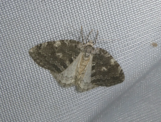Epirrita christyi/dilutata