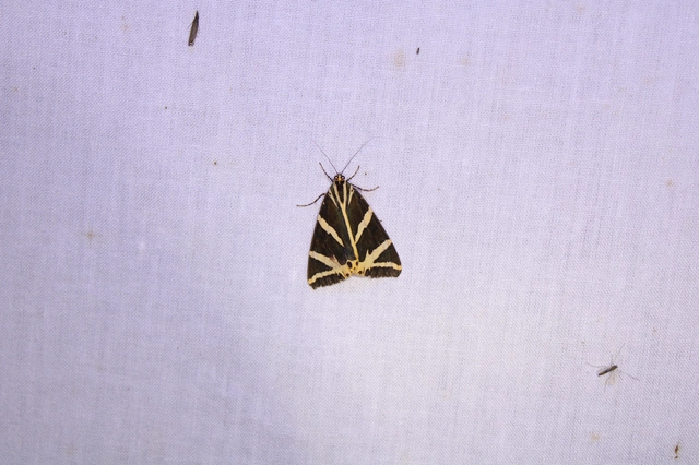 Euplagia quadripunctaria - csíkos medvelepke