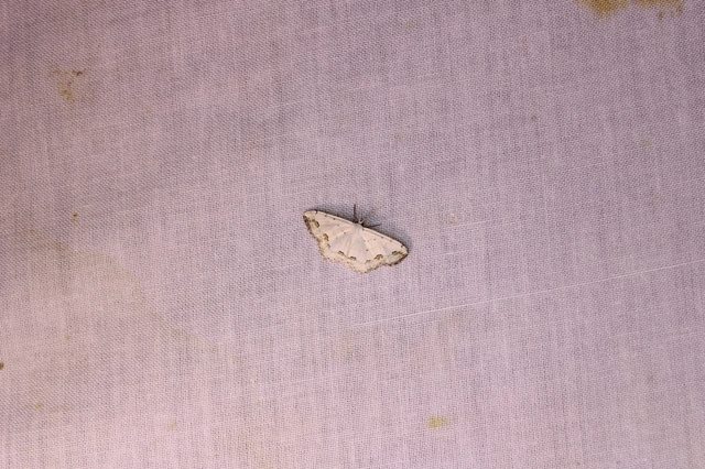 Scopula ornata - díszes fehéraraszoló