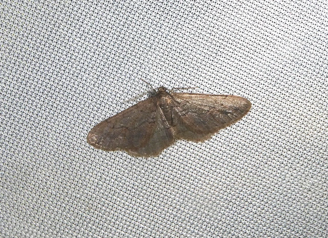 Agriopis bajaria - kökény-téliaraszoló