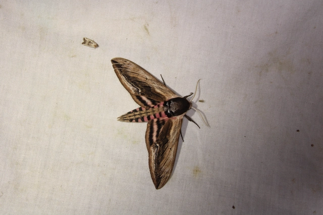 Sphinx ligustri - fagyalszender