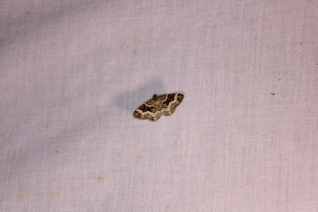 Epirrhoe alternata - galaj-tarkaaraszoló