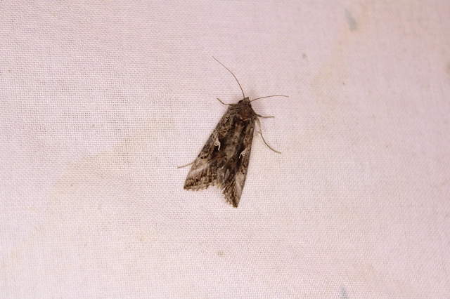 Autographa gamma - gammalepke
