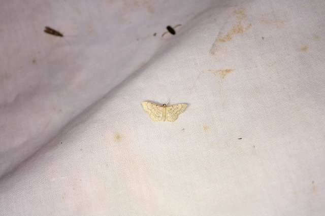 Idaea moniliata - gyöngyös apróaraszoló
