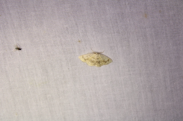 Cyclophora annularia - gyűrűs pettyesaraszoló
