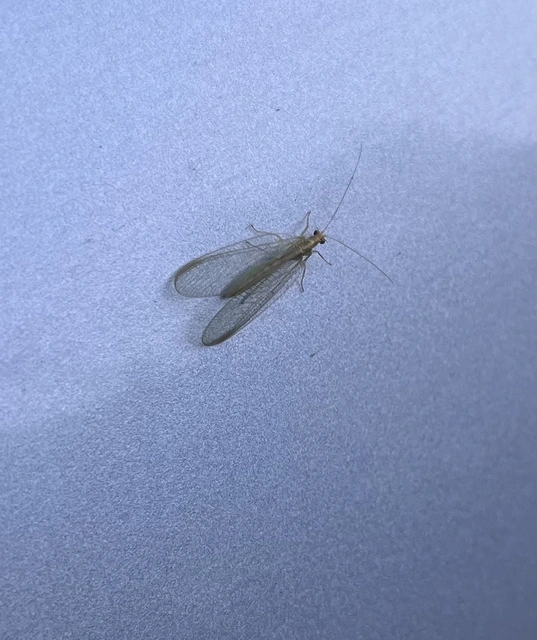 Chrysopidae - zöldfátyolkák Chrysopidae - zöldfátyolkák