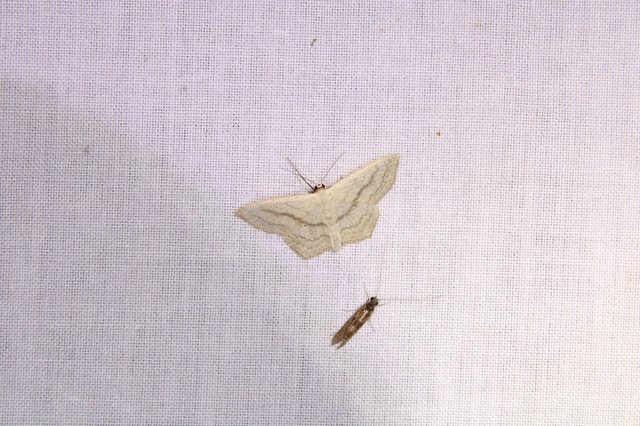 Scopula nigropunctata - feketepettyes araszoló