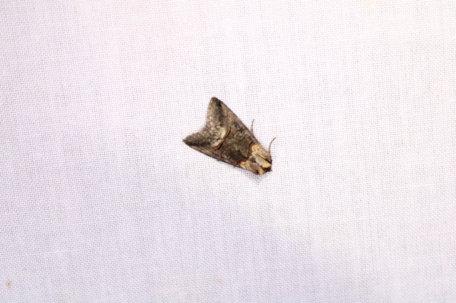 Abrostola triplasia - közönséges csalánbagoly