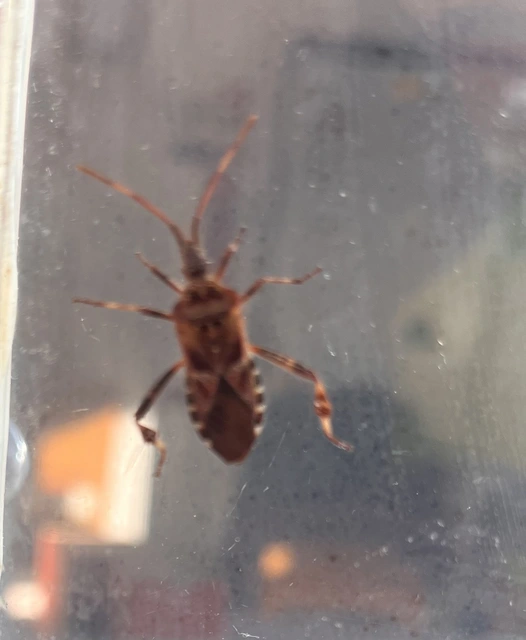 Leptoglossus occidentalis - nyugati levéllábú poloska Leptoglossus occidentalis - nyugati levéllábú poloska