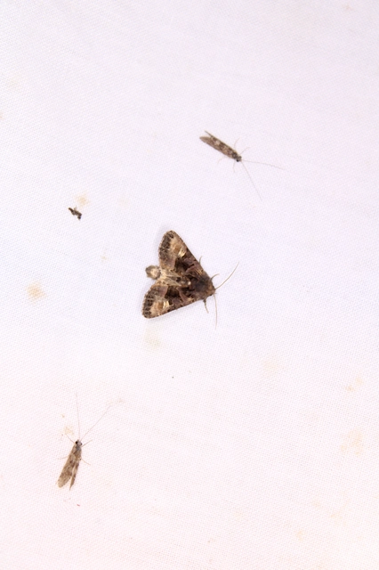 Euplexia lucipara - szeder-csipkésbagoly