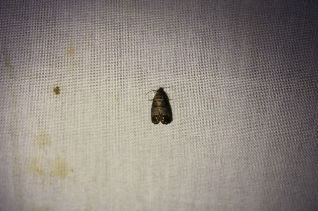 Cydia pomonella - almamoly