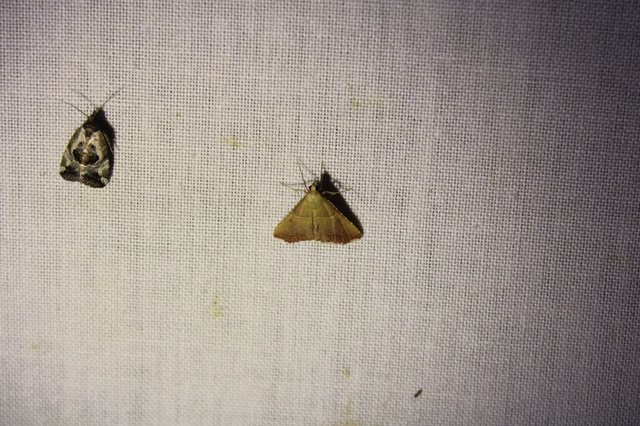 Endotricha flammealis - tüzesszárnyú fényilonca