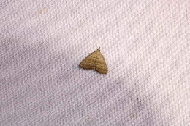 Herminia tarsicrinalis - szőröslábú karcsúbagoly