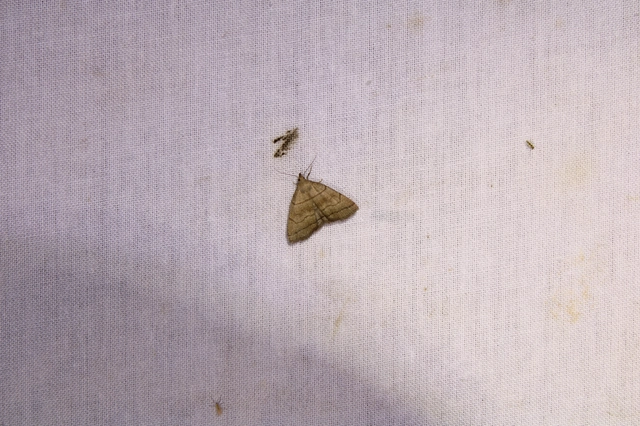 Herminia tarsicrinalis - szőröslábú karcsúbagoly