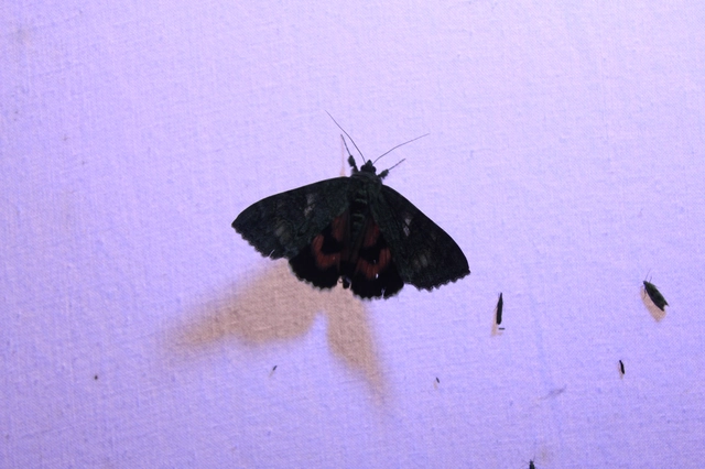 Catocala nupta - piros övesbagoly