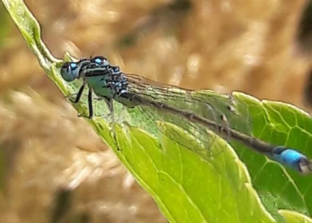 Ischnura pumilio - apró légivadász