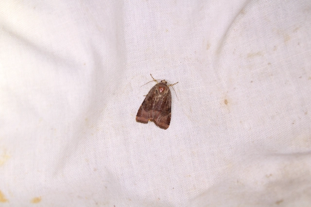 Noctua janthe/janthina