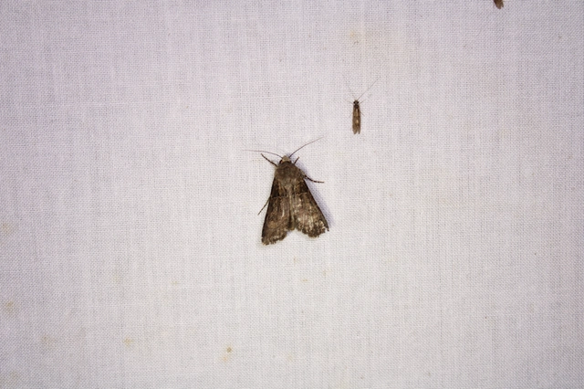 Agrotis segetum - vetési földibagoly