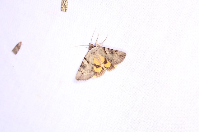 Catocala hymenaea - kökény-övesbagoly