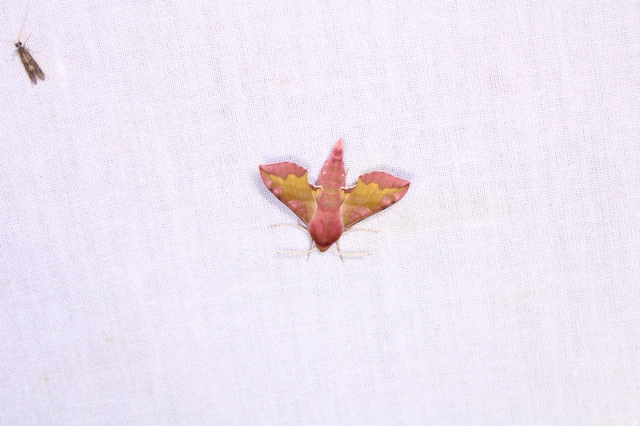 Deilephila porcellus - piros szender