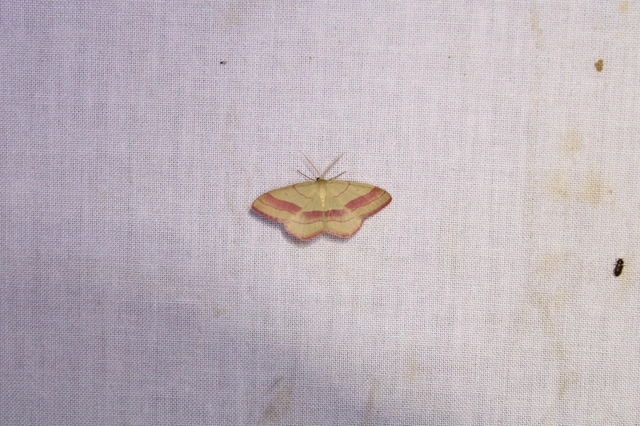 Rhodostrophia vibicaria - pirosszélű araszoló