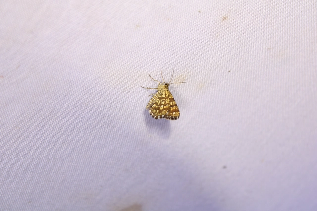 Chiasmia clathrata - rácsos rétiaraszoló
