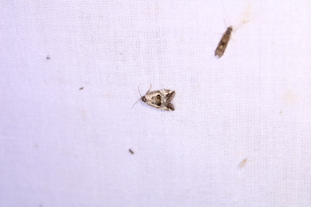 Hapalotis venustula - rózsaszínű mázasbagoly