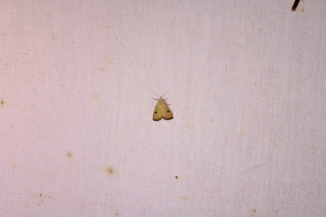 Rivula sericealis - selymes lórombagoly