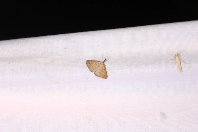 Polypogon tentacularia - sötétaljú karcsúbagoly