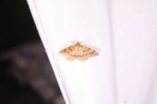 Plagodis pulveraria - szemcsés araszoló