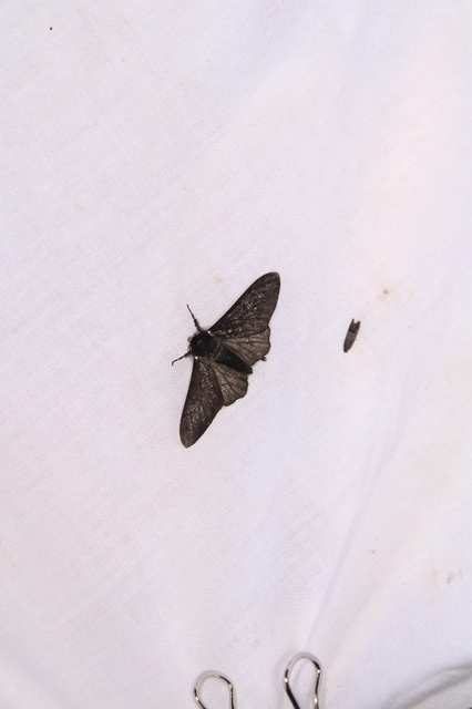 Biston betularia - szürkepettyes araszoló