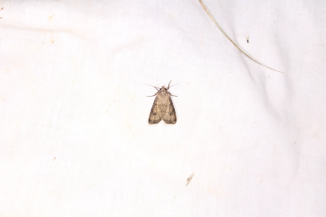 Agrotis segetum - vetési földibagoly