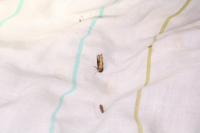 Axylia putris - vonalkás földibagoly