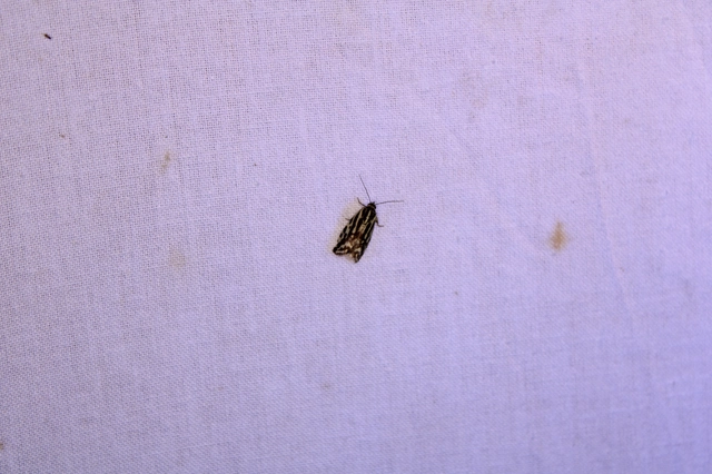 Emmelia trabealis - zebrabagoly