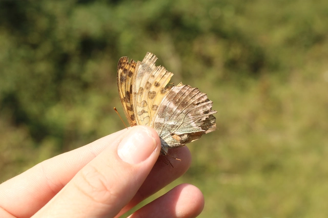 Argynnis paphia - nagy gyöngyházlepke