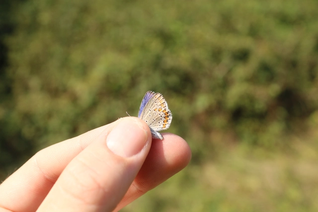 Plebejus argyrognomon - tintakék boglárka
