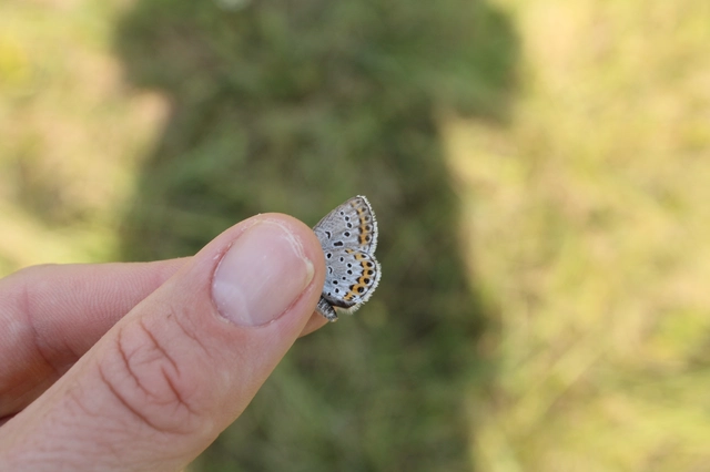 Plebejus argyrognomon - tintakék boglárka