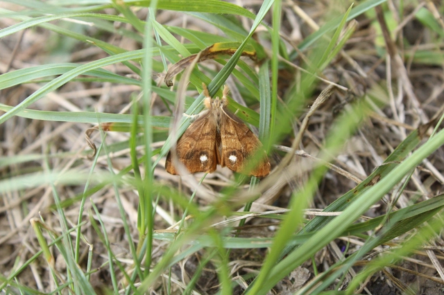 Orgyia antiqua - rozsdabarna kisszövő