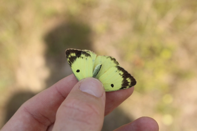 Colias hyale - kéneslepke
