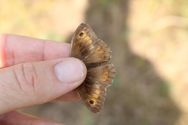 Arethusana arethusa - közönséges szemeslepke