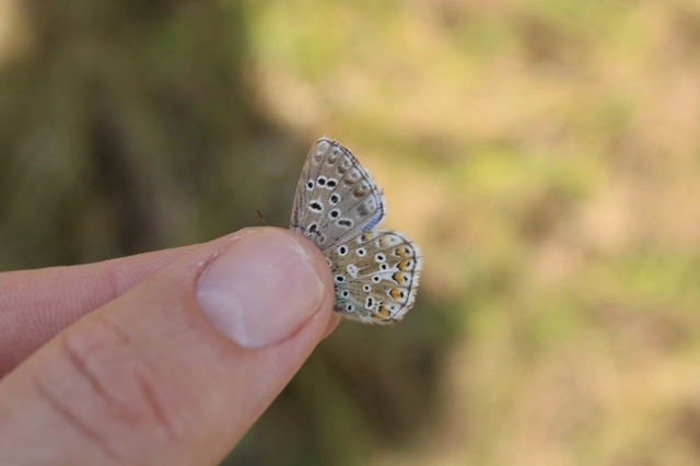 Polyommatus coridon - ezüstkék boglárka