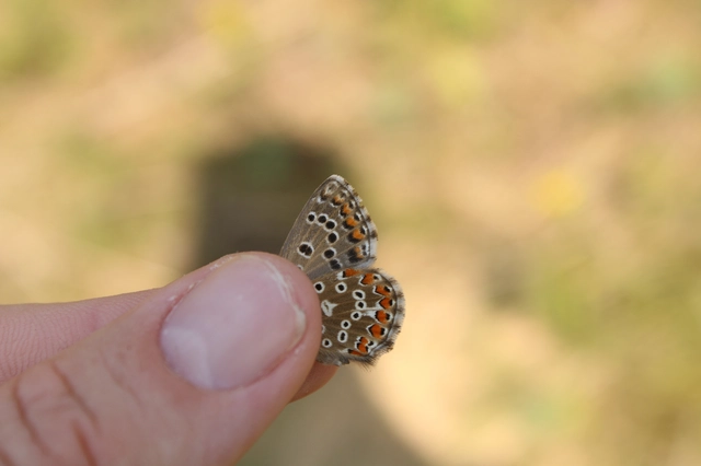 Polyommatus coridon - ezüstkék boglárka