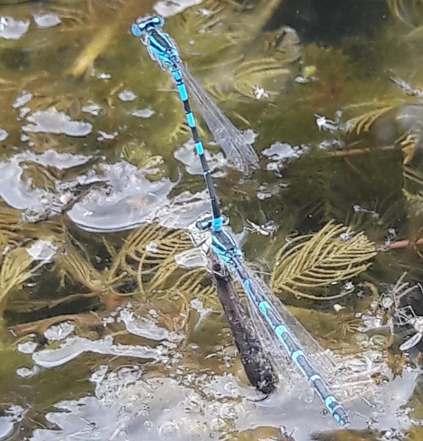 Coenagrion scitulum - mediterrán légivadász
