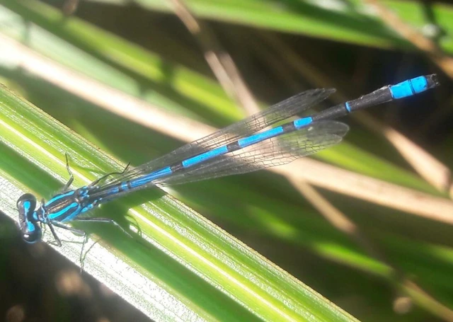 Coenagrion puella - azúrkék légivadász