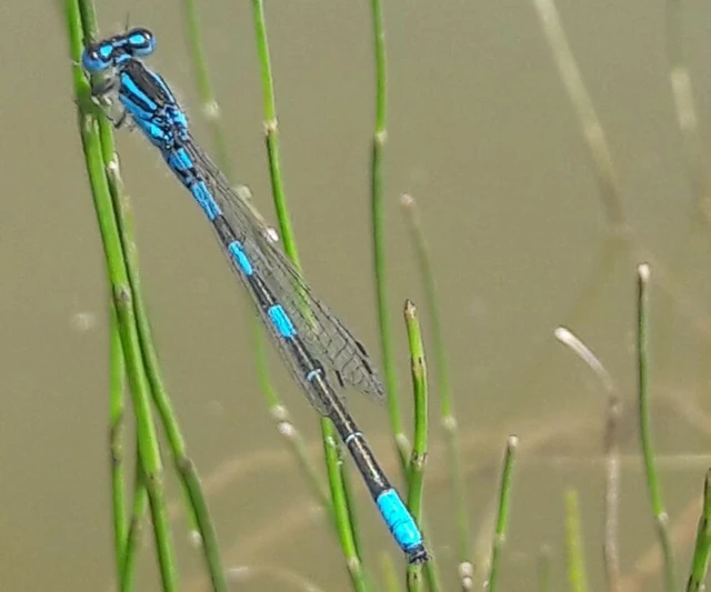 Coenagrion scitulum - mediterrán légivadász