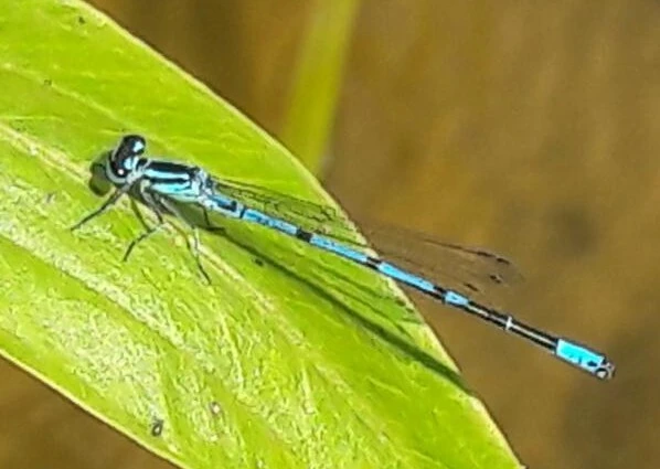 Coenagrion puella - azúrkék légivadász