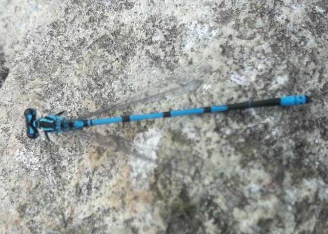 Coenagrion puella - azúrkék légivadász
