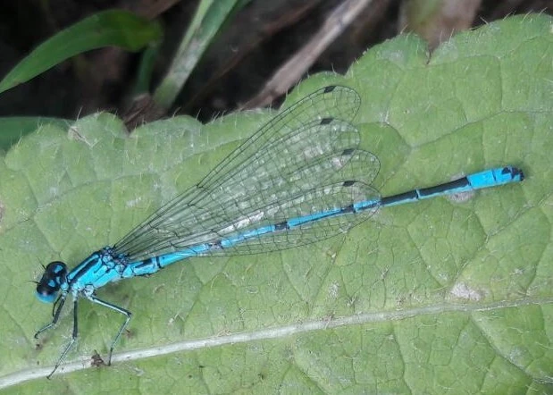 Coenagrion puella - azúrkék légivadász